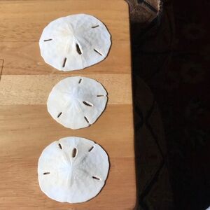 Natural White Sand Dollar Set - Home Accents Decor